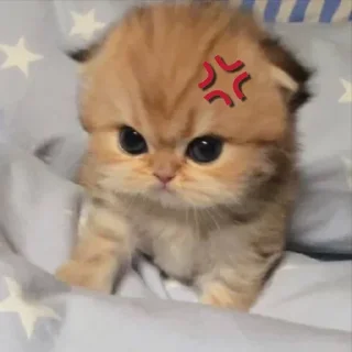 🤩 emoji @round_stickers Telegram sticker 10 of 50