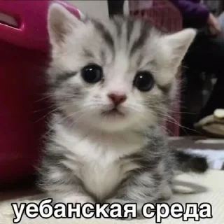 Sticker from КоТиКи и не только от @ShisunShen