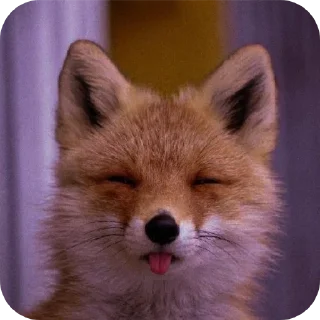 Sticker from Fox 🦊