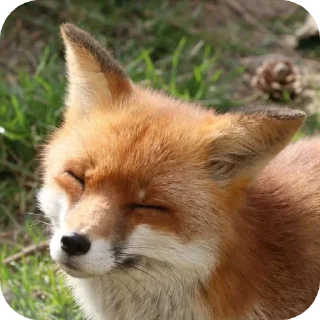 Sticker from Fox 🦊