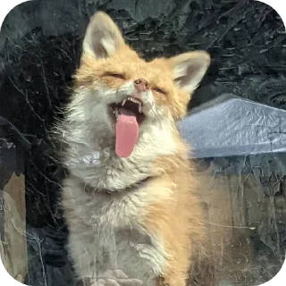 Sticker from Fox 🦊