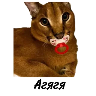 Sticker from Такой разный Шлёпа @Karim_i_to4ka и @Akira0992