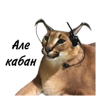 Sticker from Такой разный Шлёпа @Karim_i_to4ka и @Akira0992