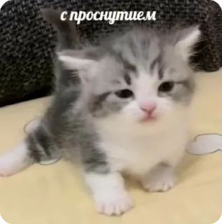 🌟 emoji Cho sa her (мягкий знак) Telegram sticker 4 of 30