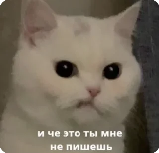 🌟 emoji Cho sa her (мягкий знак) Telegram sticker 1 of 30