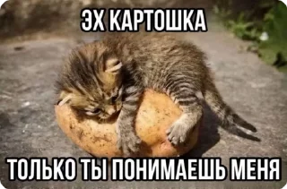 🌟 emoji Cho sa her (мягкий знак) Telegram sticker 13 of 30
