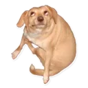 Sticker from dog