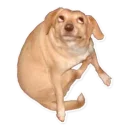 Sticker from dog