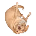 Sticker from dog