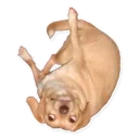 Sticker from dog