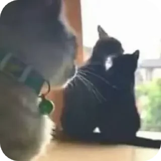 Sticker from kitties