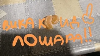 Sticker from прима ворлд доминейшн