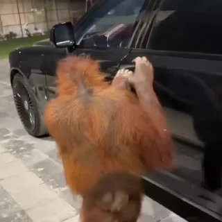 Sticker from monkeys