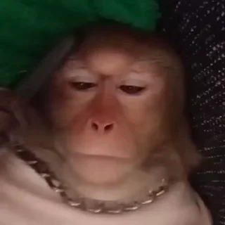 Sticker from monkeys