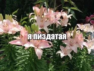 Sticker from меми