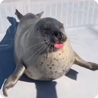 🌟 emoji SEALS Telegram sticker 23 of 40