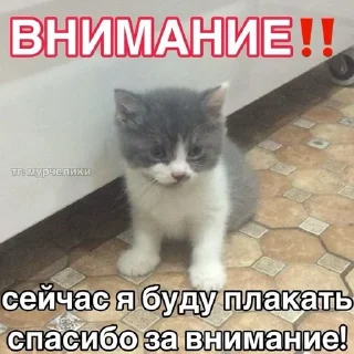 Sticker from Кеты, котяры, шкеты