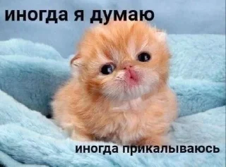 Sticker from Кеты, котяры, шкеты