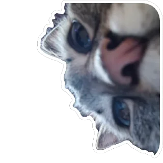 Sticker from Чипулик