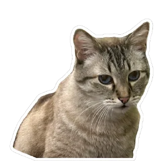 Sticker from Чипулик