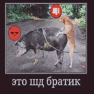 Sticker from Пенсил