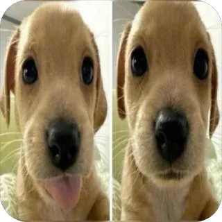 😜 emoji dappeks Telegram sticker 5 of 120