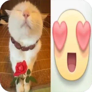 😍 emoji dappeks Telegram sticker 11 of 120