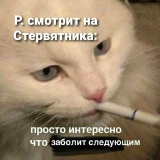 Sticker from Дом, в котором живут мемы