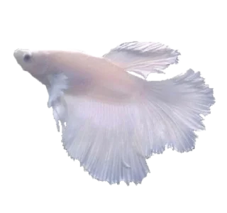 🐟 emoji То моє море Telegram sticker 10 of 50
