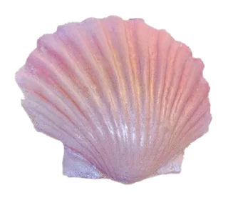 🐚 emoji То моє море Telegram sticker 6 of 50