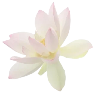 🪷 emoji То моє море Telegram sticker 8 of 50
