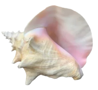 🐚 emoji То моє море Telegram sticker 11 of 50