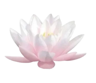 🪷 emoji То моє море Telegram sticker 12 of 50