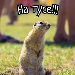 🌟 emoji Суслики Telegram sticker 15 of 91