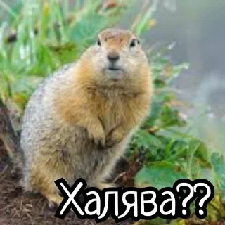 🌟 emoji Суслики Telegram sticker 20 of 91