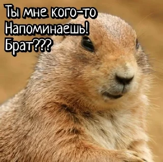 🌟 emoji Суслики Telegram sticker 14 of 91