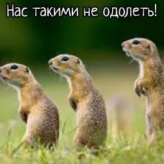🌟 emoji Суслики Telegram sticker 6 of 91