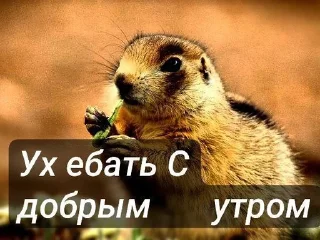 🌟 emoji Суслики Telegram sticker 1 of 91