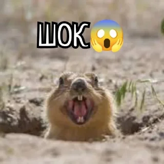 🌟 emoji Суслики Telegram sticker 8 of 91