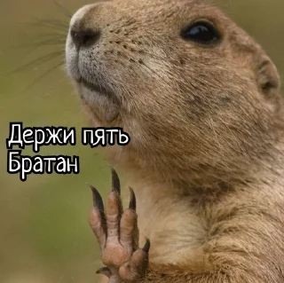 🌟 emoji Суслики Telegram sticker 11 of 91
