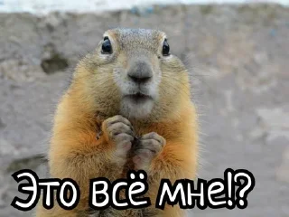 🌟 emoji Суслики Telegram sticker 21 of 91