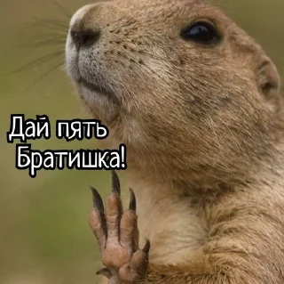 🌟 emoji Суслики Telegram sticker 10 of 91