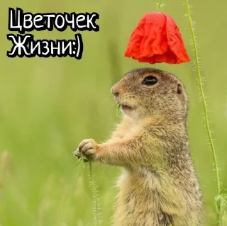 🌟 emoji Суслики Telegram sticker 12 of 91