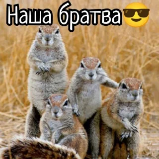🌟 emoji Суслики Telegram sticker 19 of 91