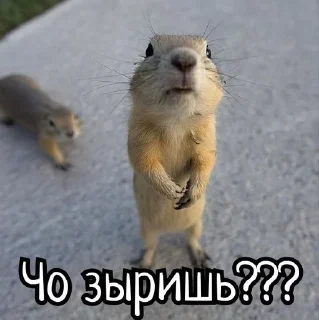 🌟 emoji Суслики Telegram sticker 7 of 91