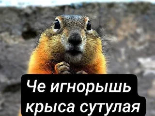 🌟 emoji Суслики Telegram sticker 3 of 91