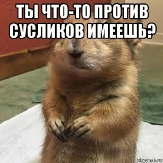 🌟 emoji Суслики Telegram sticker 18 of 91