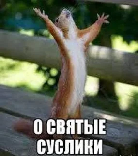 🌟 emoji Суслики Telegram sticker 17 of 91
