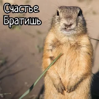 🌟 emoji Суслики Telegram sticker 16 of 91