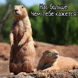 🌟 emoji Суслики Telegram sticker 9 of 91